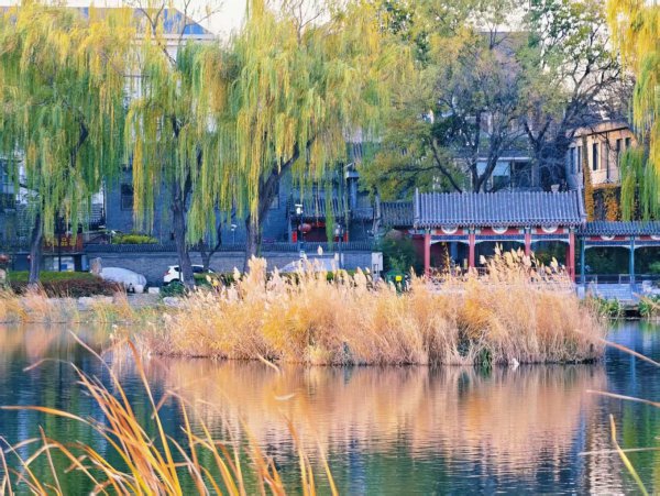 什刹海西海湿地：初冬绝好意思当然画卷